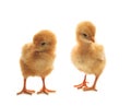 Two of little yellow kid chick standing on white Royalty Free Stock Photo