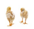 Two of little yellow kid chick standing on white background use