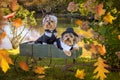 Two little thankful Thanksgiving Pilgrim Dogs in wagon near river