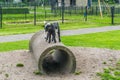 Two little young goats playing together on a tube