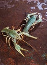 Two live crayfish