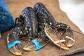 Live lobsters on a fish market Royalty Free Stock Photo