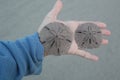 Two live sand dollars found on Florida beach Royalty Free Stock Photo