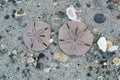 Two live sand dollars found on Indialantic Florida beach