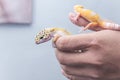 Two lively leopard geckos rest and crawl on their owner's hand. A reptile lover, pet owner or herpetologist Royalty Free Stock Photo