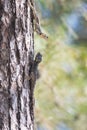 Two lizards face to face on the pine tree - agama lizard sits in Turkey - Stellagama stellio Royalty Free Stock Photo