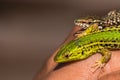 Two lizards in hand