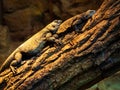 two lizards lie on top of each other on a tree branch in a terrarium at a zoo Royalty Free Stock Photo