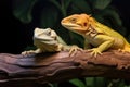 two lizards on opposite ends of a tree branch Royalty Free Stock Photo