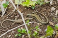 Lizards in natural space.