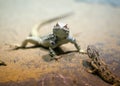 Two lizards on the rocks close up in sunny day