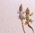 Two lizards that are standing on the side of a building Royalty Free Stock Photo