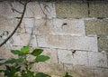 Two lizards on a stone wall. Nature Royalty Free Stock Photo