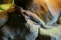 Two lizards Tropiduridae rest in the terrarium.