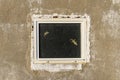 Two lizards on the window of unfinished house, Portugal Royalty Free Stock Photo