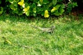 Two lizzards Royalty Free Stock Photo