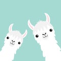 Two llama alpaca animal set. Face neck. Fluffy hair fur. Cute cartoon funny kawaii character. Childish baby collection. T-shirt, g Royalty Free Stock Photo