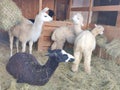 Two llamas black and white colored with alpaca herd at feeding place