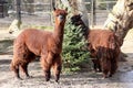 Two llamas enjoying a Christmas tree at a Polish zoo