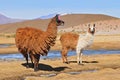 Two llamas grazing near the Laguna Colorada in South Lipez, Bolivia