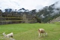 Two llamas, on green grass. Royalty Free Stock Photo