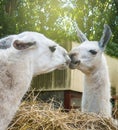 Two llamas kissing munching hay feeders outdoor. Royalty Free Stock Photo
