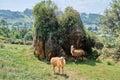 Two llamas looking at camera in Cabarceno Natural Park in Cantabria Royalty Free Stock Photo