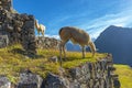 Two llamas in Machu Picchu, Cusco, Peru Royalty Free Stock Photo