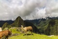 Two Llamas on a plateau area in Machu Picchu Royalty Free Stock Photo