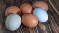 Two llight blue and four brown eggs. Easter Festival concepts. Araucana eggs and the eggs of an ordinary chicken Royalty Free Stock Photo