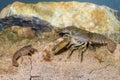 Two European crayfish, astacus astacus in the pond Royalty Free Stock Photo