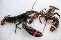 Two lobsters clung to claws