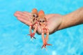 Two lobsters in man's hand