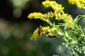 Two Locust borers, longhorned beetles, Megacyllene robiniae on sweet goldenrod Solidago odora Royalty Free Stock Photo