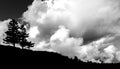 Two lone pine trees on the horizon under a wild and expressive cloudy sky