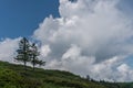 Two lone pine trees on the horizon under a wild and expressive cloudy sky Royalty Free Stock Photo