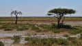 Two lone standing acacia trees on meadow with Fisher\'s Pan and flickering horizon in Etosha National Park, Namibia.