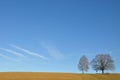 Two Lone trees Royalty Free Stock Photo