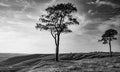 Two Lone Trees at Roundway Hill, Wiltshire