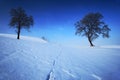 Two lone trees in winter snowy landscape with blue sky