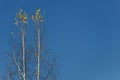 Two lonely birches against the blue sky Royalty Free Stock Photo