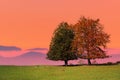 Two lonely trees at sunset