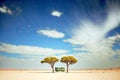 two lonely trees in vast desert near road on which trucks p