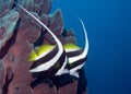 Two long finned bannerfish Royalty Free Stock Photo