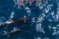 Long-Finned Pilot Whales in the Southern Atlantic Ocean Royalty Free Stock Photo