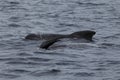 Two long finned pilot whales next to each other in the water. One is belly up and relaxing.