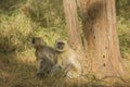 Two Gray Langurs Relaxing by a Tree