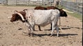 Two long horn steers standing in a corral in Texas