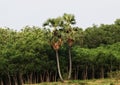 Two long palm trees before a natural forest or jungle.