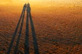 Two long shadows of people on the sand at sunset Royalty Free Stock Photo